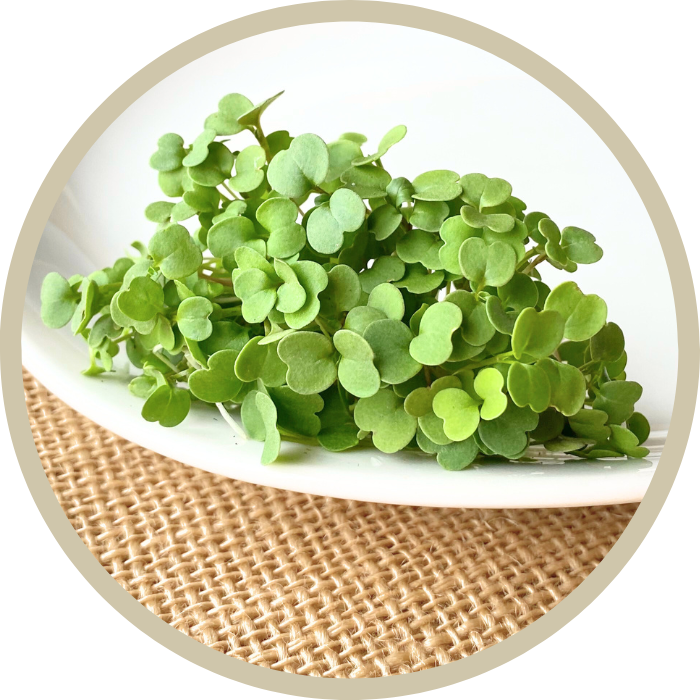 Arugula Microgreens