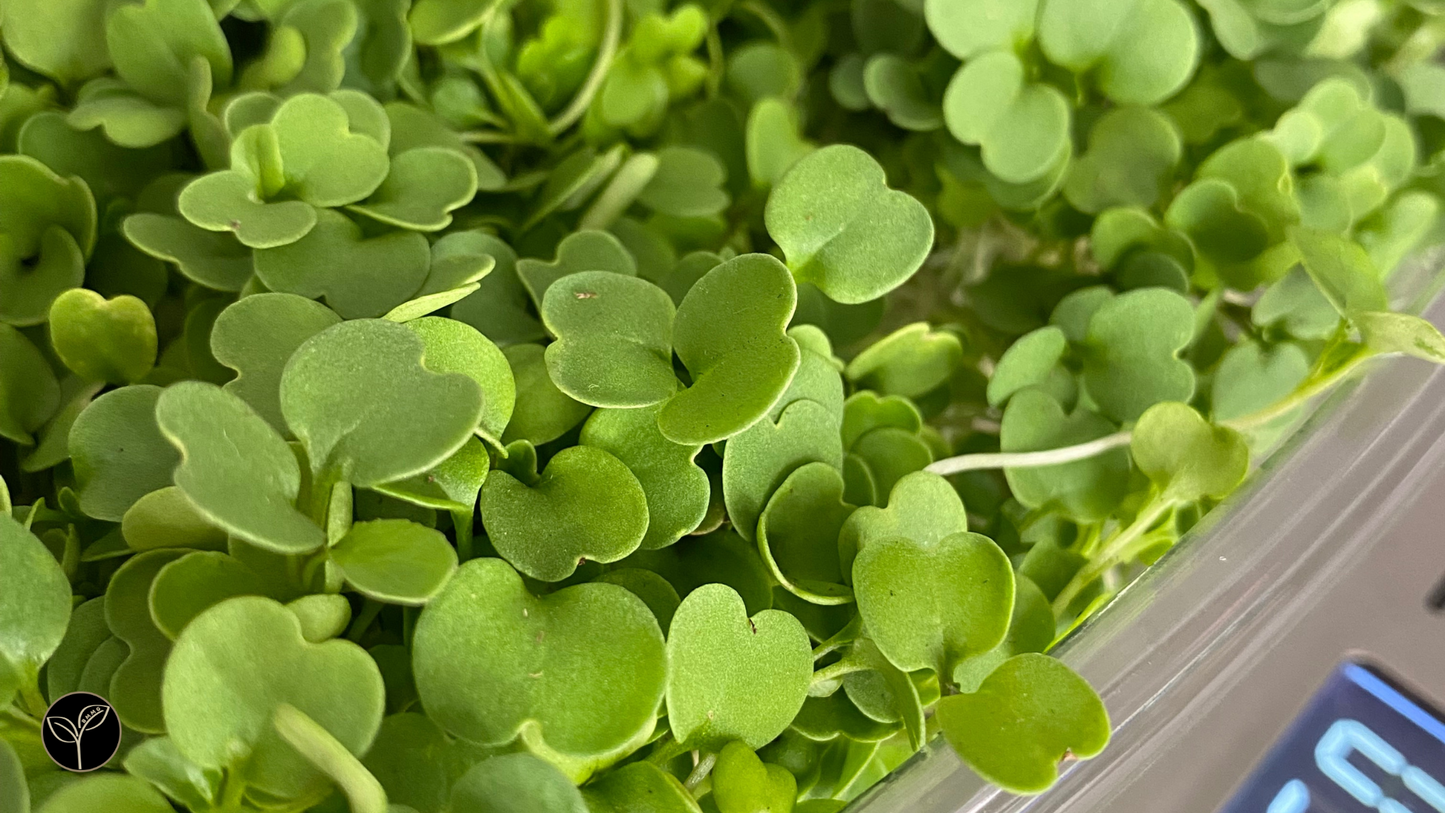 Arugula Microgreens