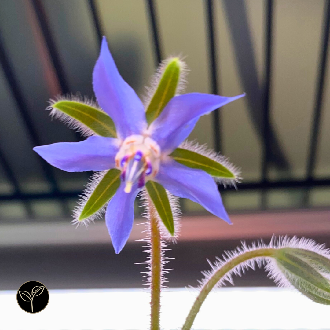 Borage Flowers