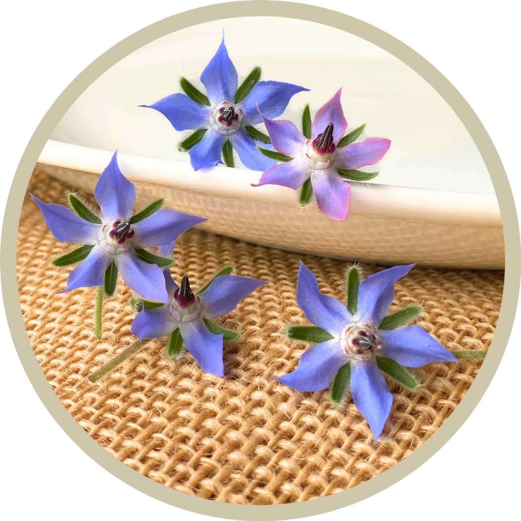 Borage Flowers