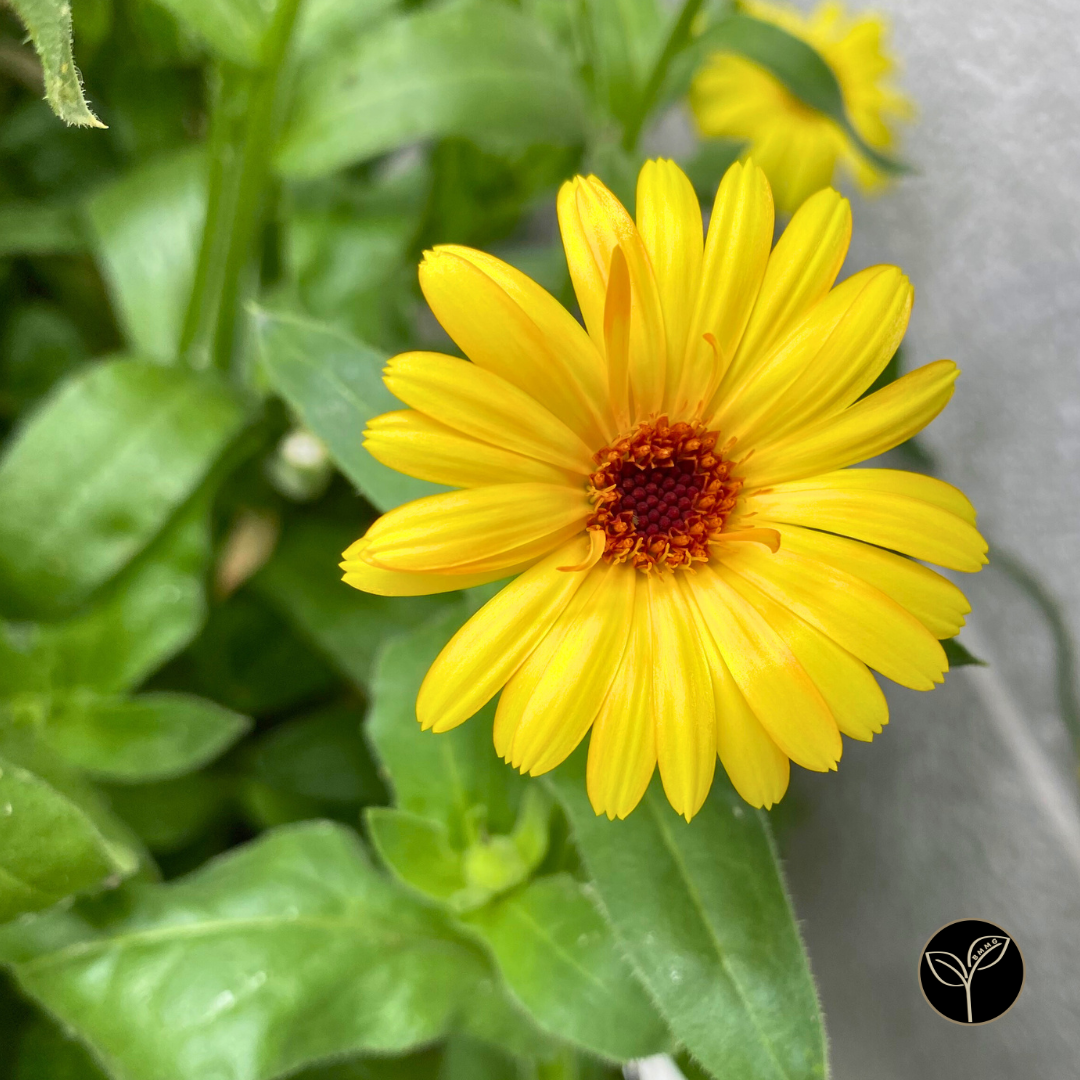 Calendula Flowers