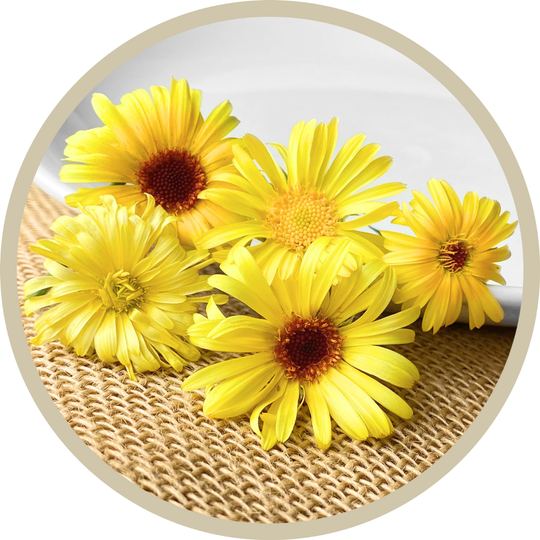 Calendula Flowers