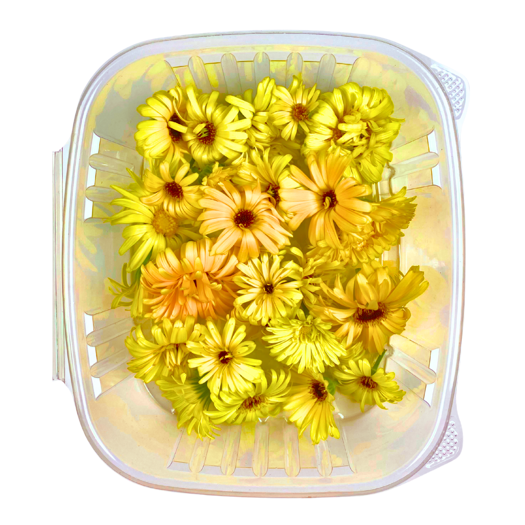 Calendula Flowers