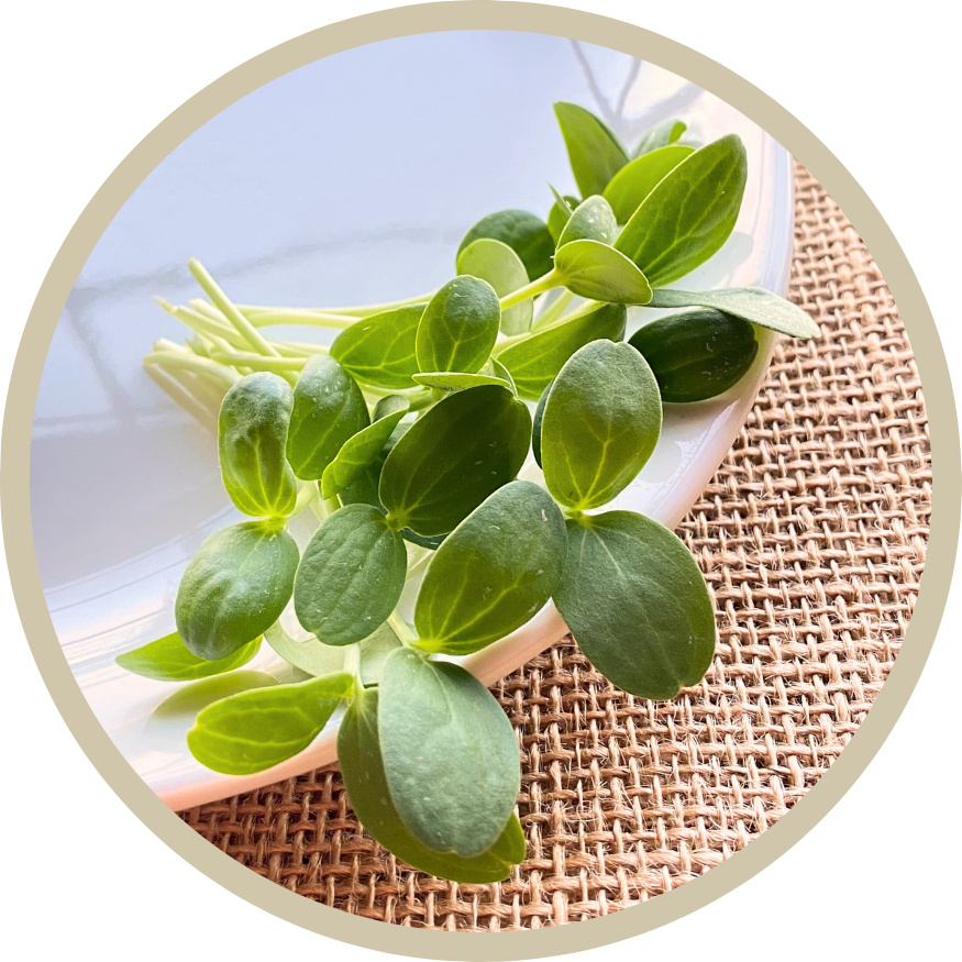 Cantaloupe Shoot Microgreens
