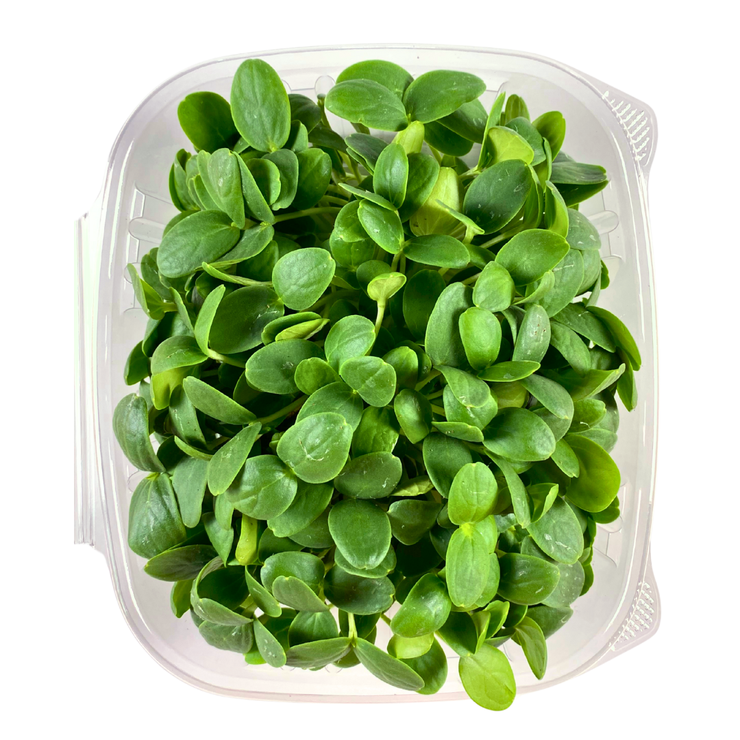 Cantaloupe Shoot Microgreens