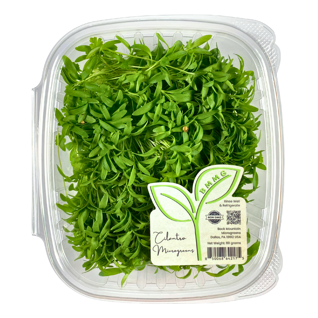 Cilantro Microgreens