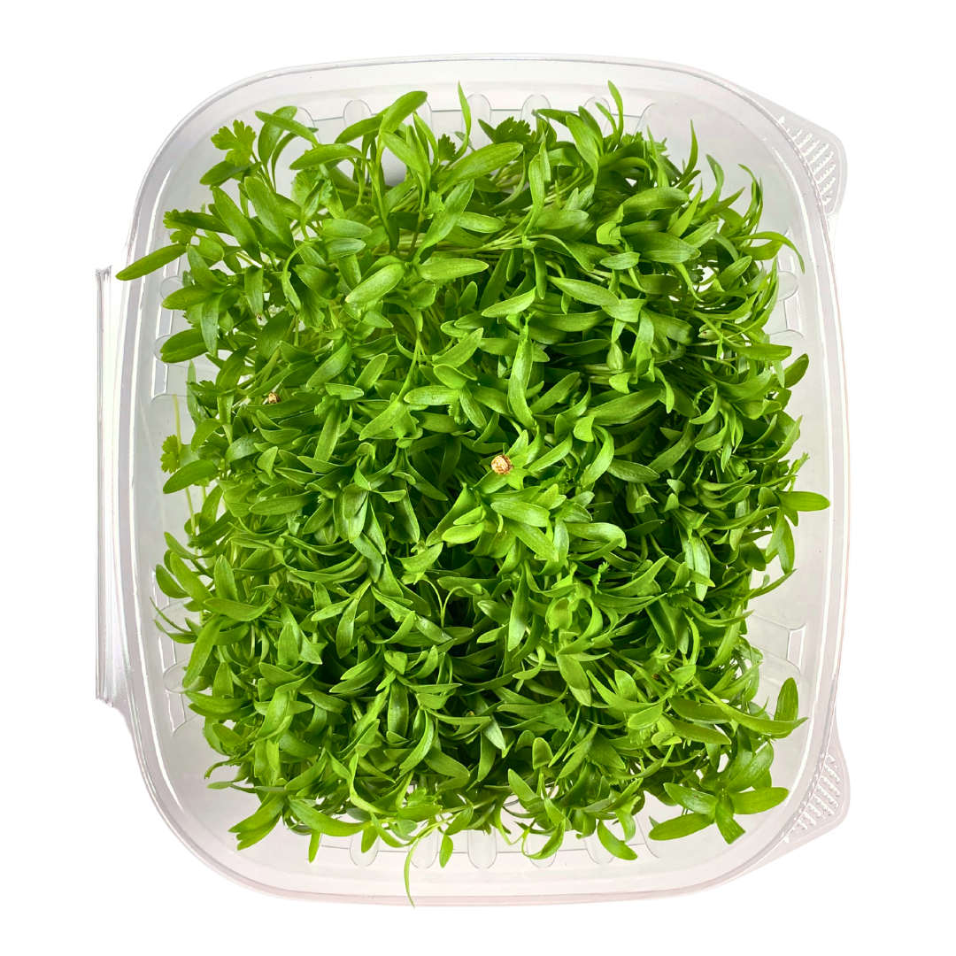 Cilantro Microgreens
