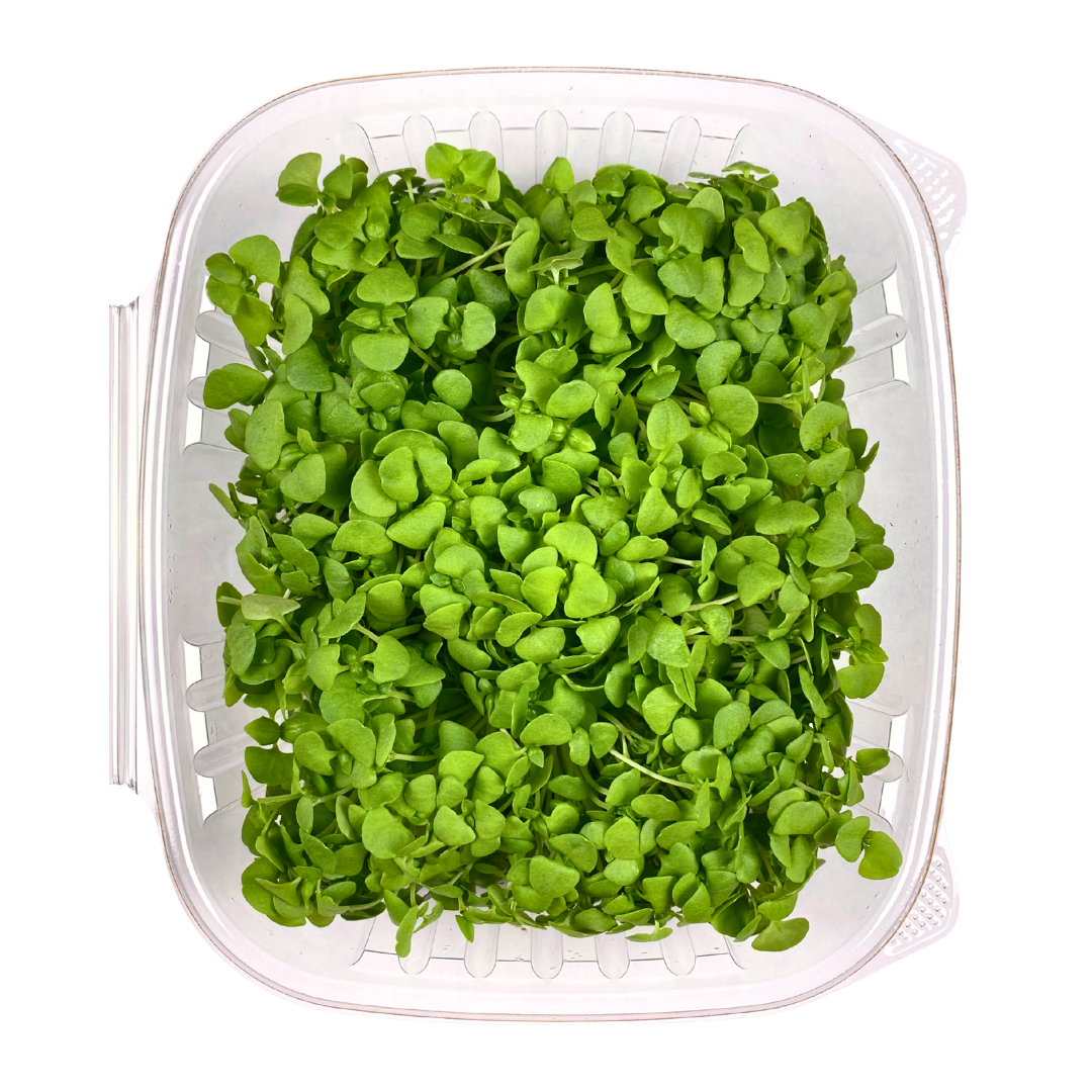 Italian Basil Microgreens