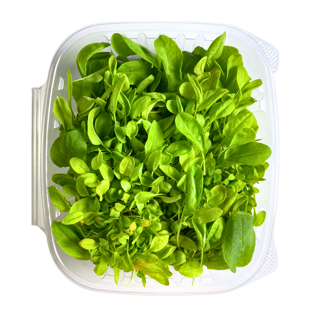 Large Leaf Sorrel Microgreens