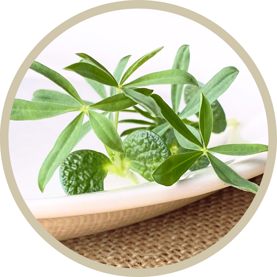 Lupine Microgreens