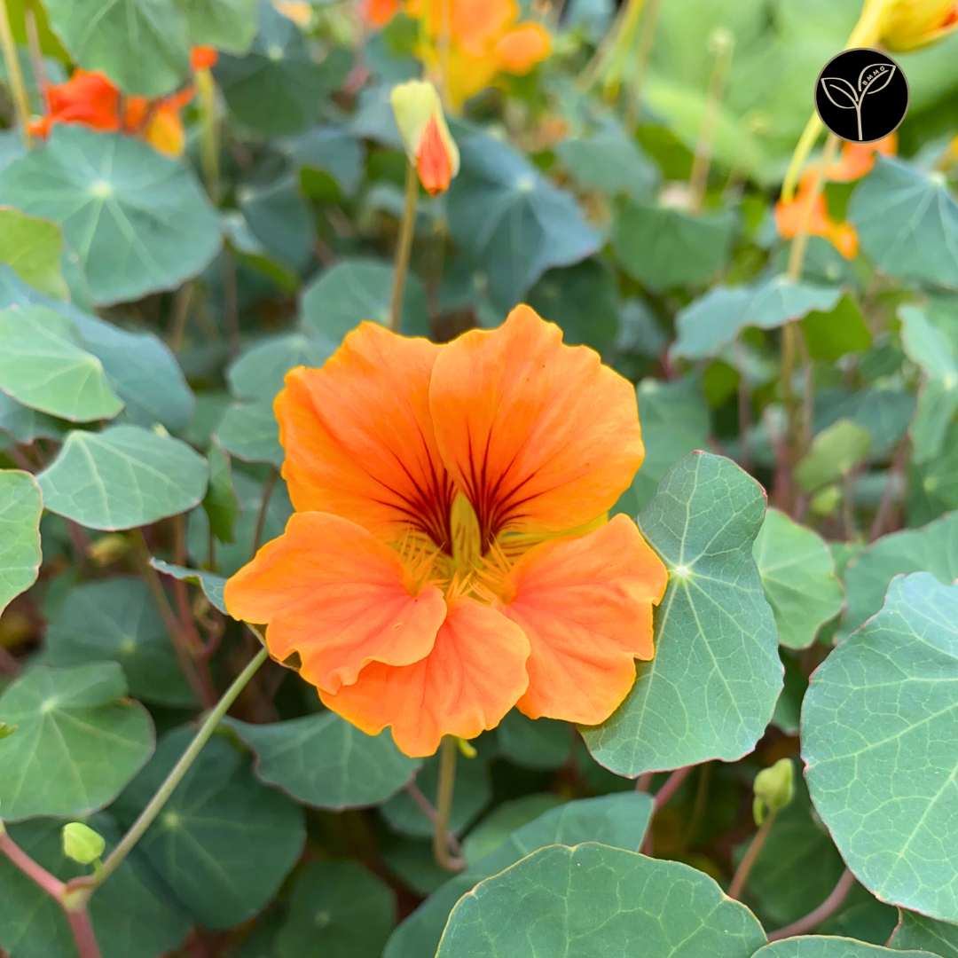 Nasturtium Flowers