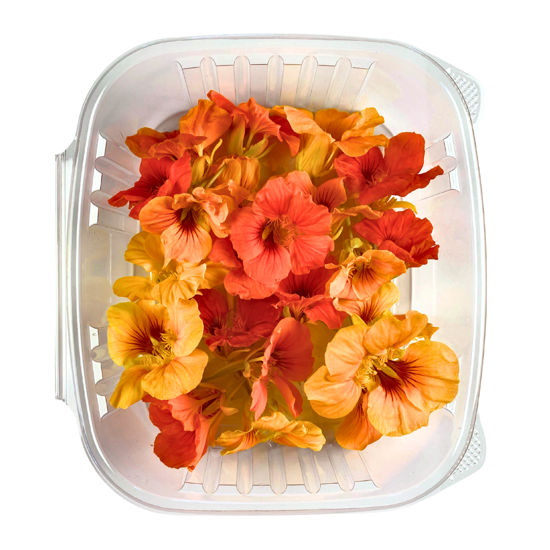 Nasturtium Flowers