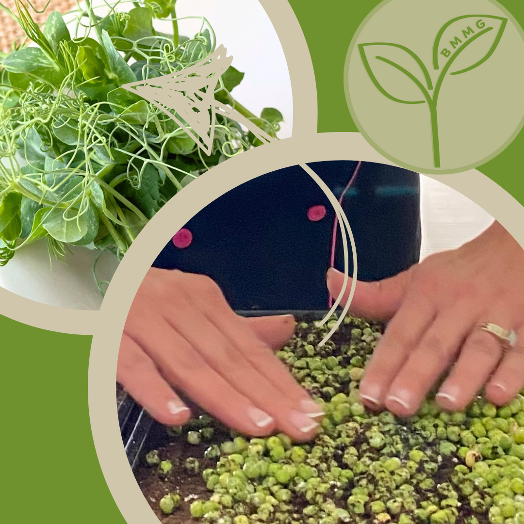 Pea Tendril Microgreens