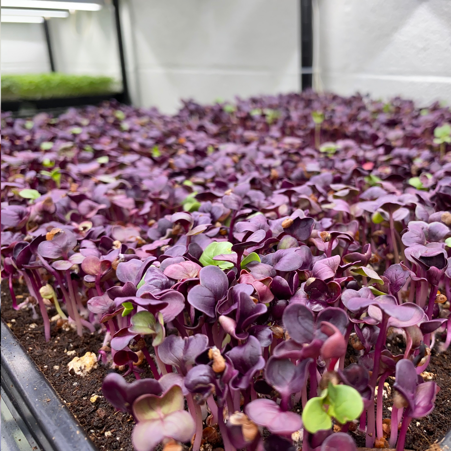 Radish Microgreens