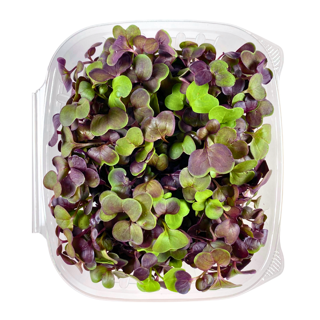 Radish Microgreens
