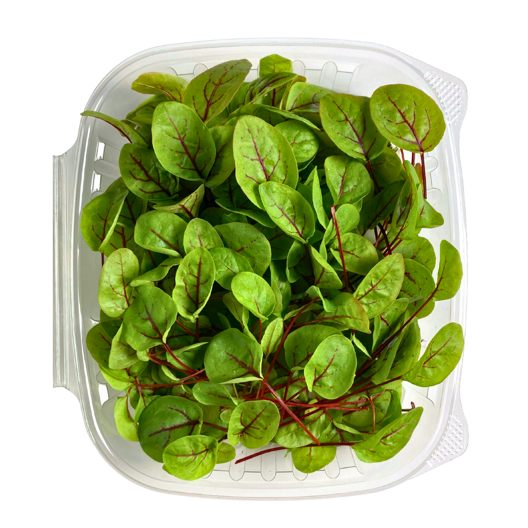 Red Veined Sorrel Microgreens