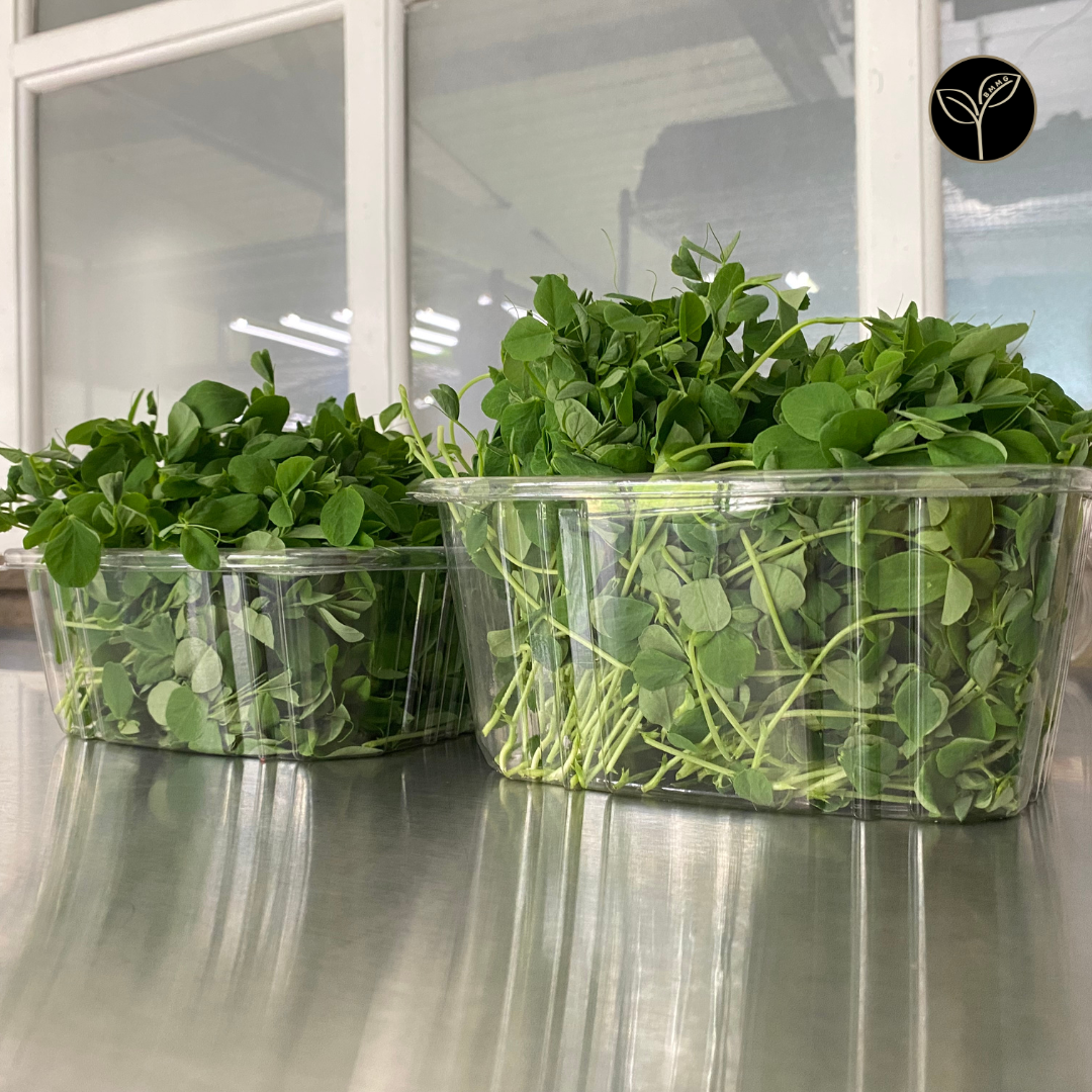 Pea Shoot Microgreens