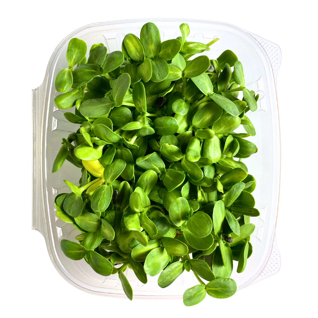 Sunflower Shoot Microgreens