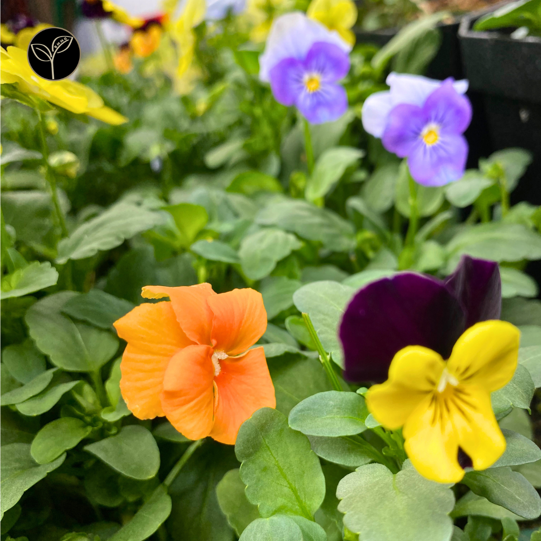 Viola Flower