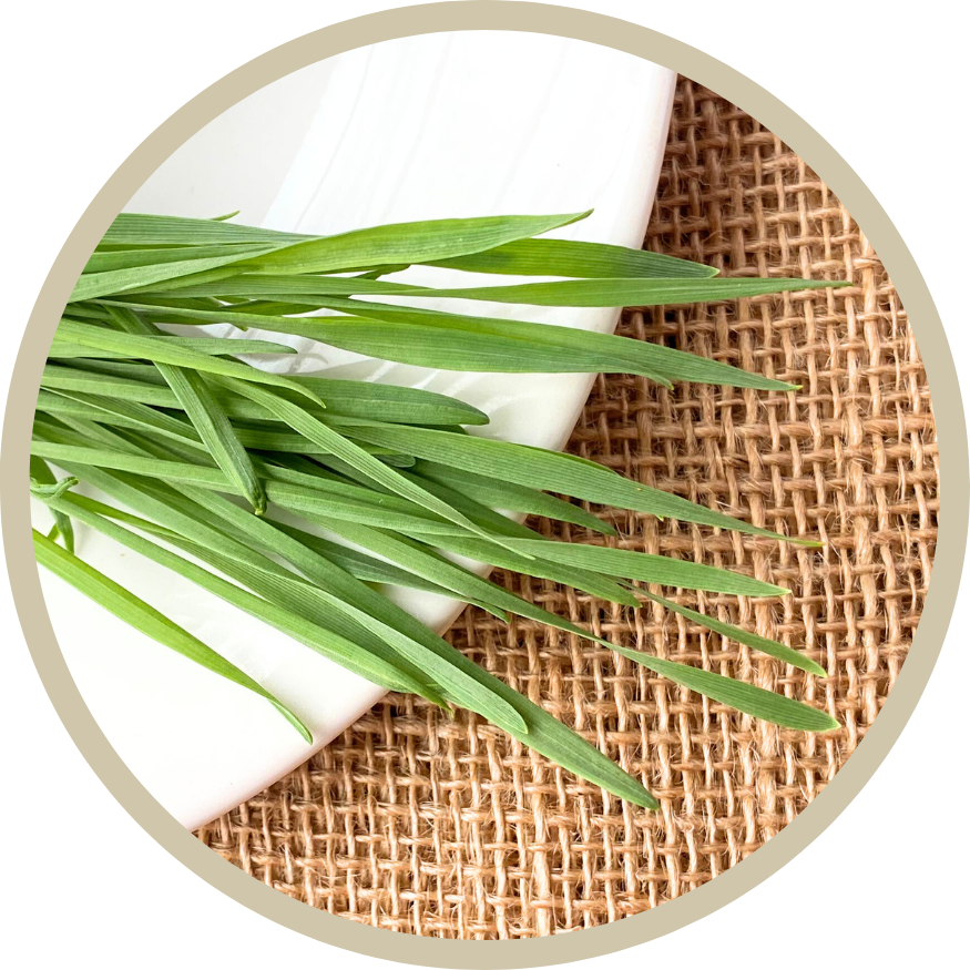 Live Wheatgrass