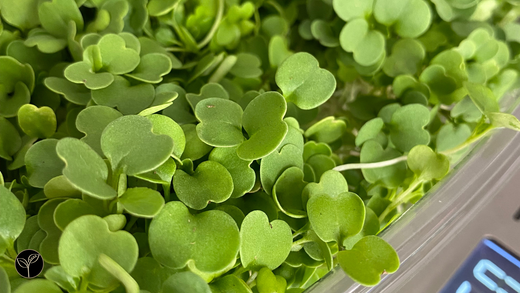 A Fresh Addition to Our Family at Back Mountain Microgreens—Arugula!