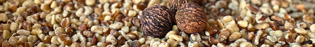 The Amazing Eastern Black Walnut: Why This Bold, Native Nut Earned a Place in Our Chocolate
