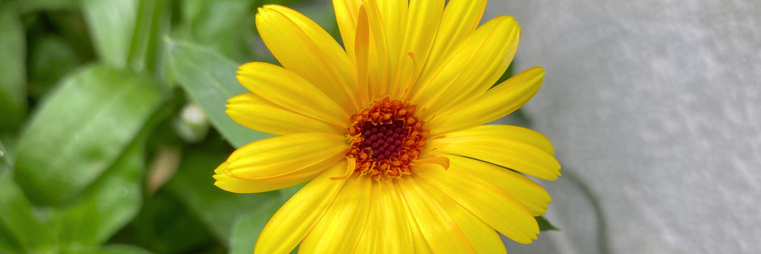 Calendula Edible Flowers 101: Flavor, Pairings, and Simple Ways to Serve Them