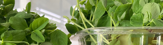 Pea Shoots 101: Sweet, Tender Greens That Brighten Everyday Meals