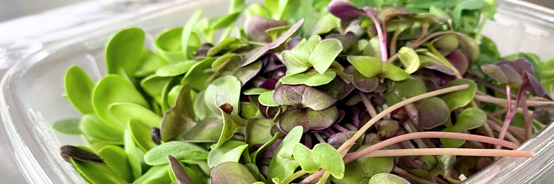 Pea shoot, sunflower shoot, and radish microgreens in an open, recyclable clamshell.