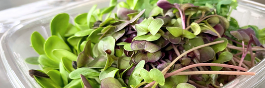 Pea shoot, sunflower shoot, and radish microgreens in an open, recyclable clamshell.