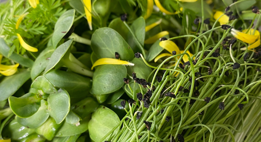 Growing Sustainably: A Small Shift for Our Farm