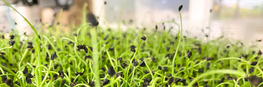 What Do Microgreens Taste Like? And Why Some Taste Even Better Than the Full-Grown Plant