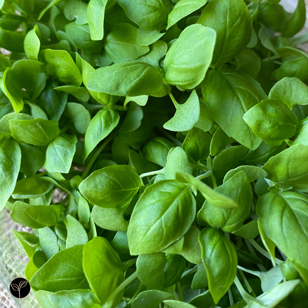 Closeup of Basil Microgreens