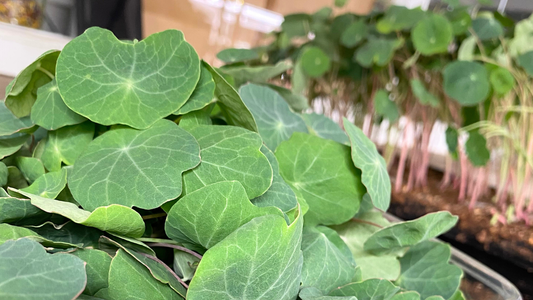 What are microgreens? And how they differ from sprouts or mature greens