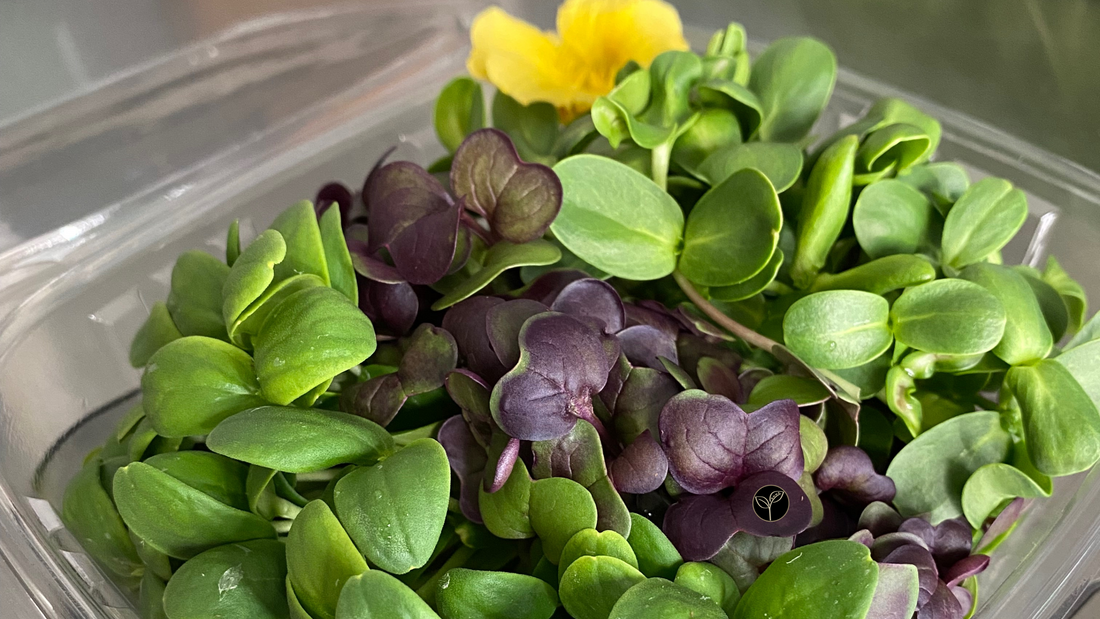 The Heartfelt Journey Behind Souper Girl Mission Microgreen Mix