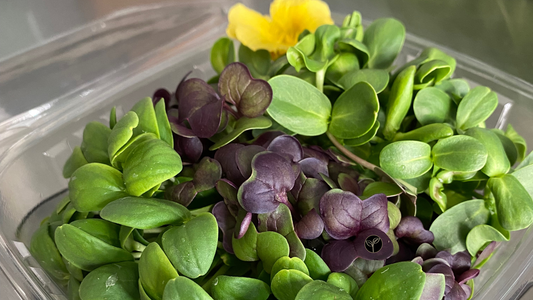 A New Chapter for Farm Fresh Hope