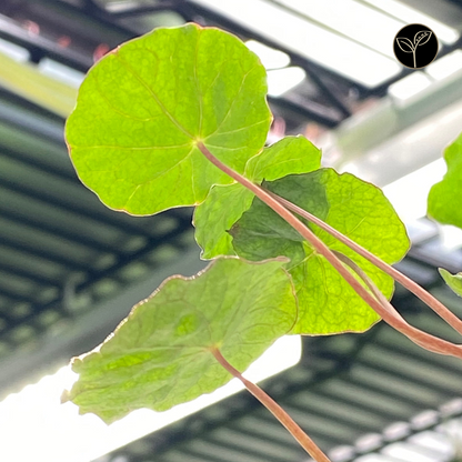 Nasturtium Microgreens