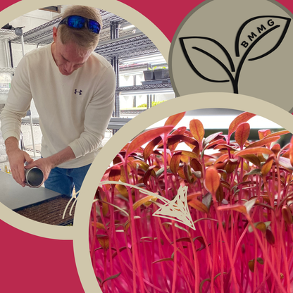 Amaranth Microgreens