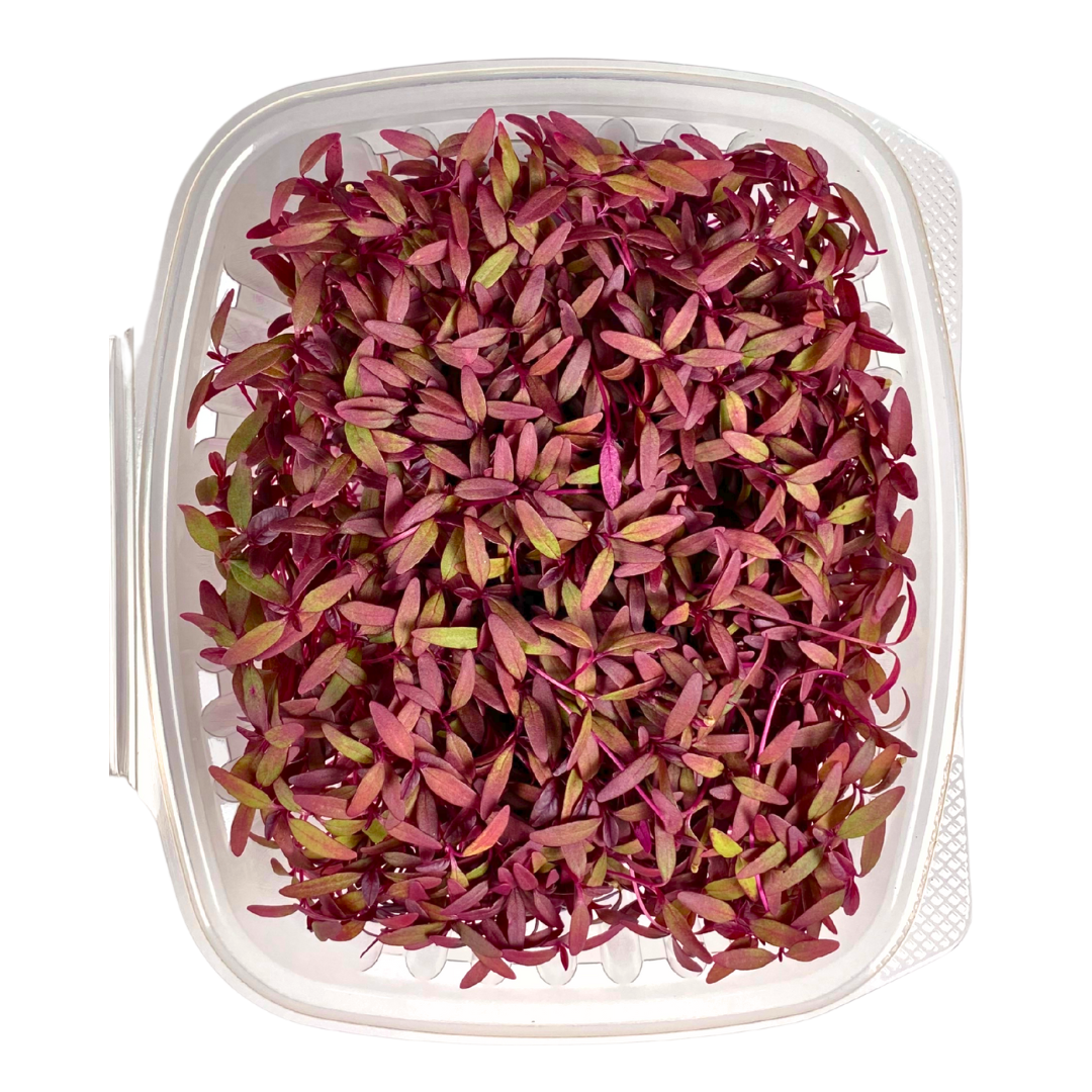 Amaranth Microgreens