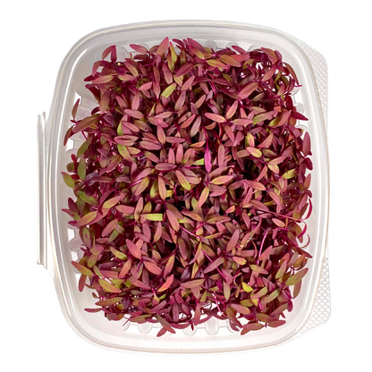 Amaranth Microgreens