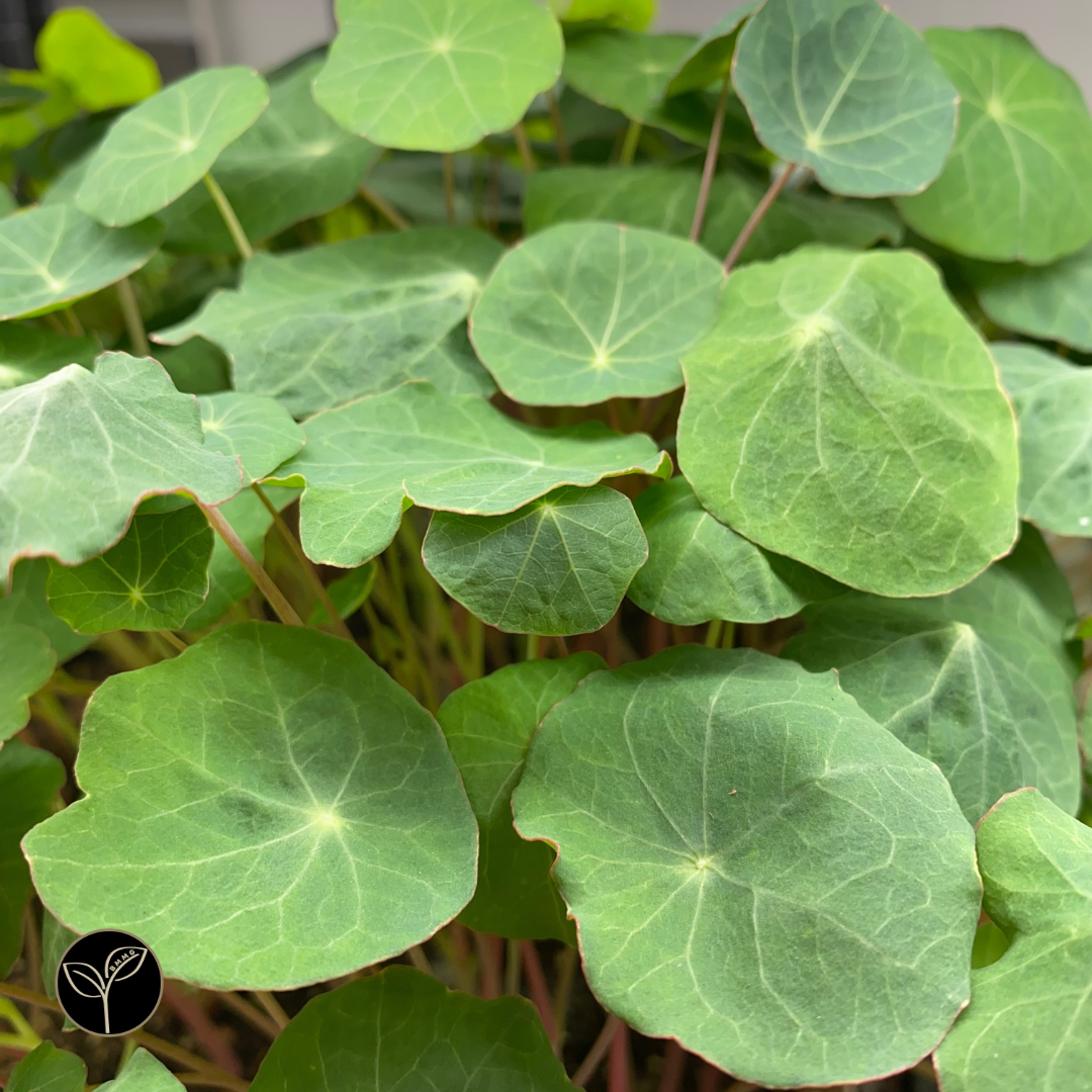 Nasturtium Microgreens