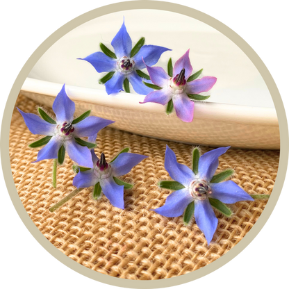 Borage Flowers