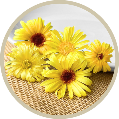 Calendula Flowers