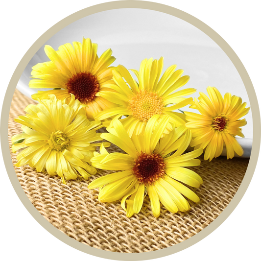 Calendula Flowers