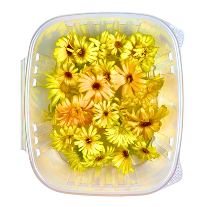 Calendula Flowers