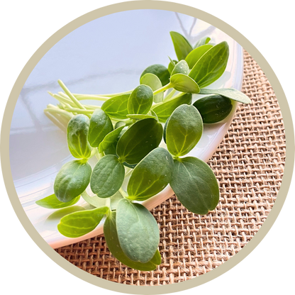 Cantaloupe Shoot Microgreens