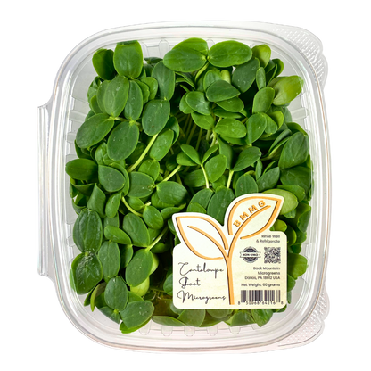 Cantaloupe Shoot Microgreens