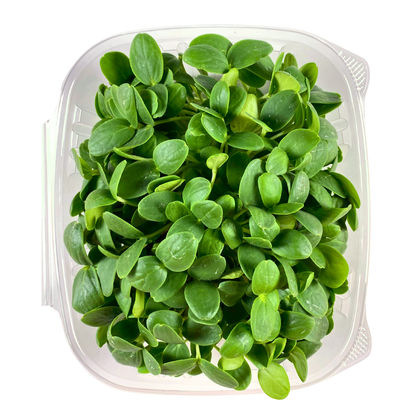 Cantaloupe Shoot Microgreens