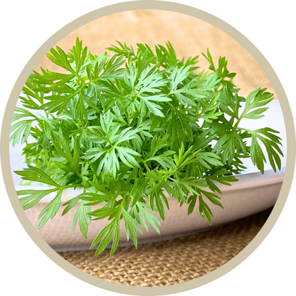 Carrot Microgreens