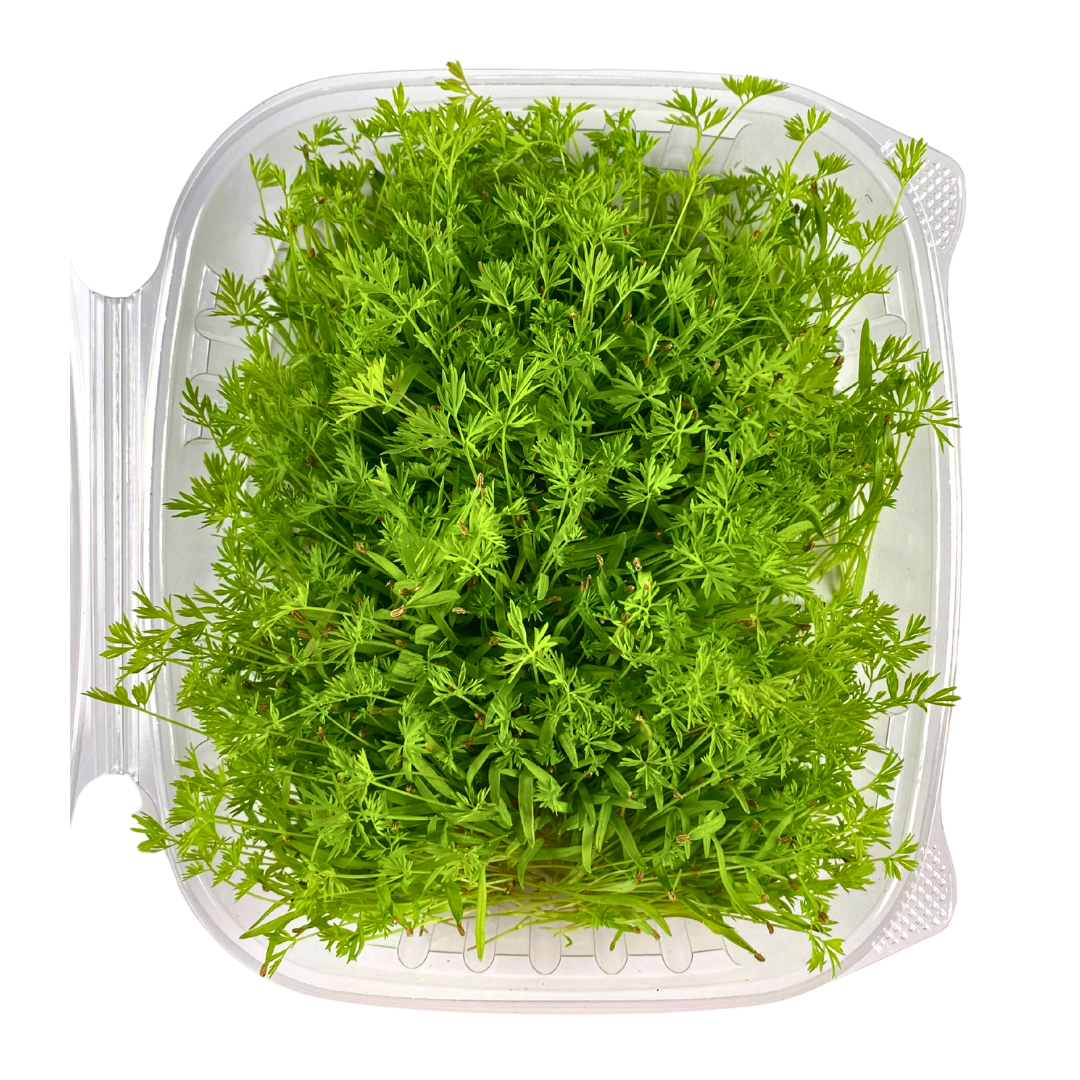 Carrot Microgreens